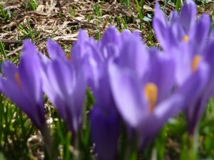 Frühlingserwachen im Paradies