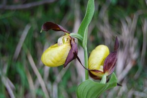 Frauenschuh - eine Orchidee in Lech